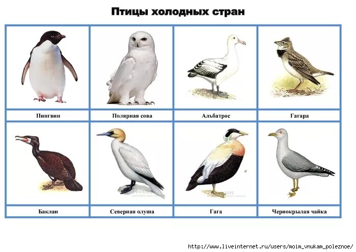 Говорящие птицы названия. Птицы севера для дошкольников. Птицы холодных стран. Дикие птицы холодных стран. Птицы Юга и севера для дошкольников.