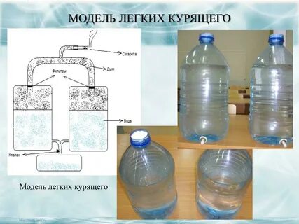 Сделать модель легких