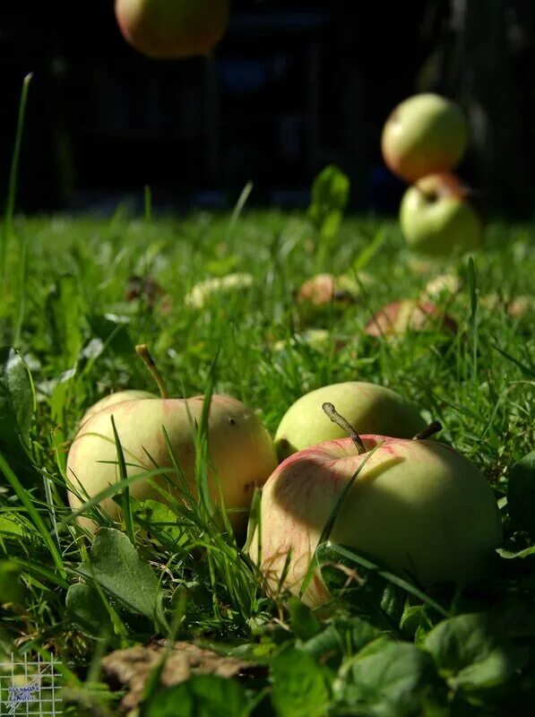 Яблоки не падают никогда отзывы. Яблоки на траве. Яблоки на траве в саду. Яблоки на земле. Яблоки на даче.