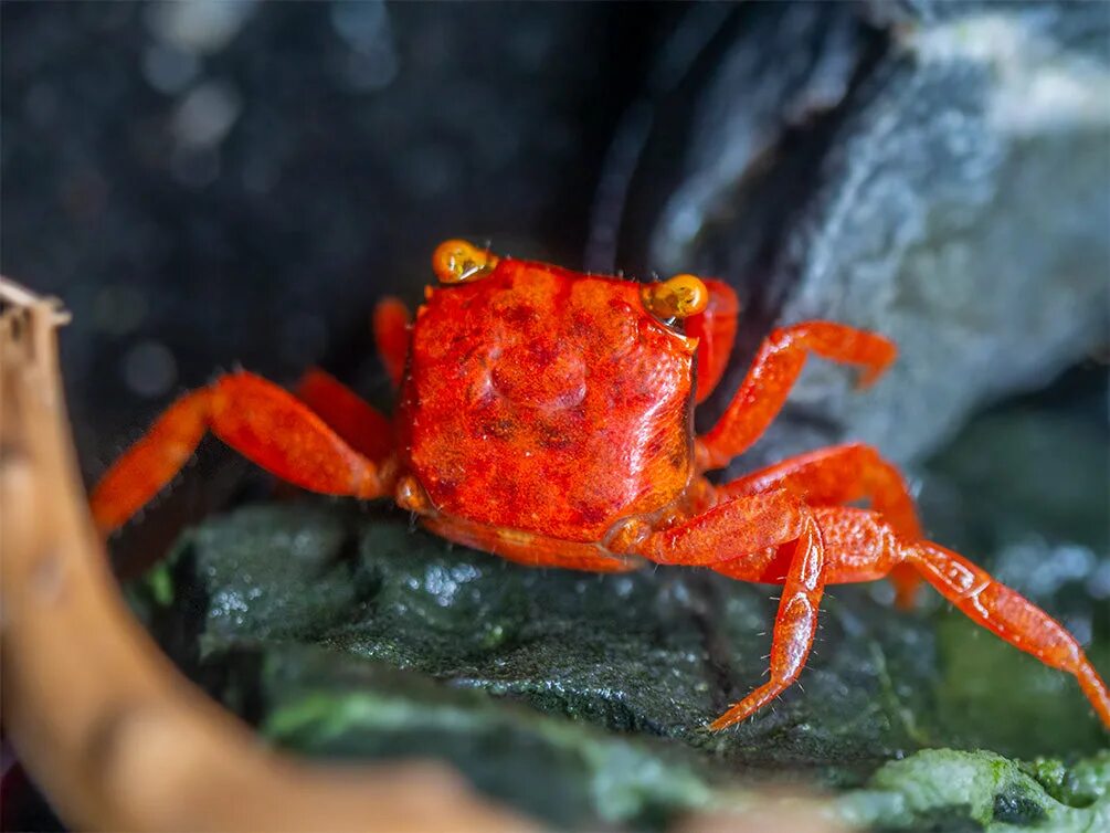 Краб-вампир (Geosesarma Dennerle). Crab Tomato краб Geosesarma. Geosesarma SP. “Red Ruby”. Крабы Geosesarma Hager. Краб дьявол