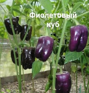 Сорт фиолетовых перцев