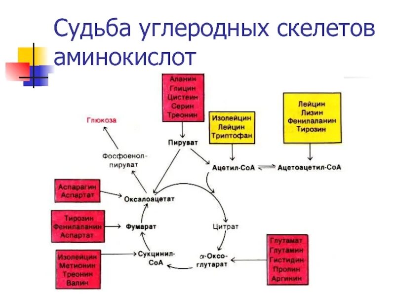 Гликогенные и кетогенные аминокислоты. Схема превращения углеродного скелета ряда аминокислот. Пути превращения аминокислот схема. Поступление углеродных скелетов аминокислот в цикл Кребса схема. Схема взаимопревращения аминокислот.