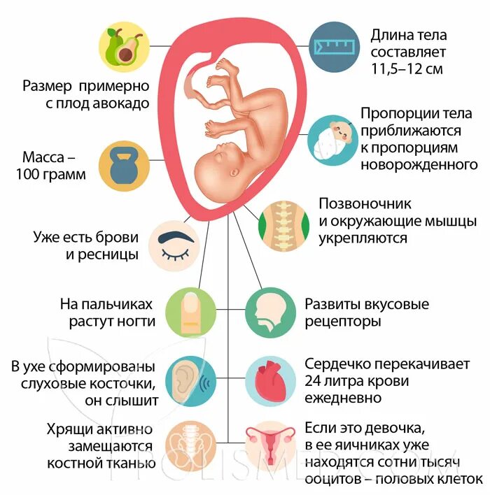 Плод 16 недель беременности размер плода. Зародыш на 16 неделе беременности. Развитие плода по неделям 16 недель.