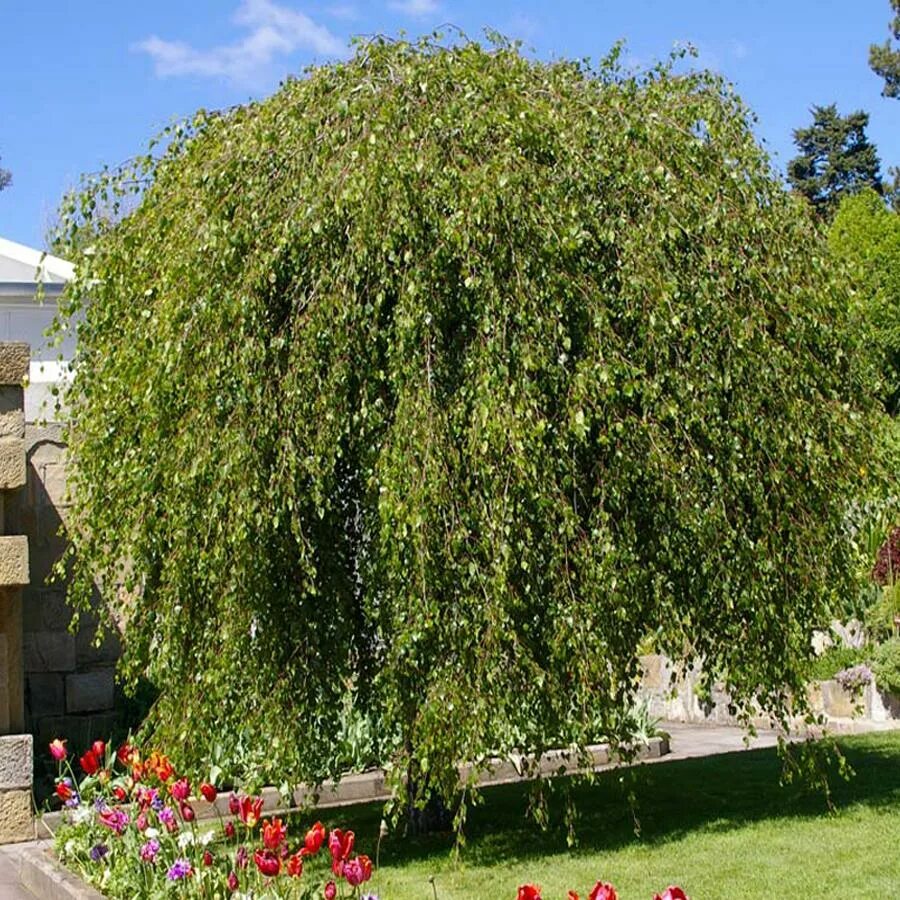 Береза повислая Youngii. Береза повислая Бетула Пендула. Береза повислая Betula pendula “Youngii”. Береза Пендула Юнги. Береза повислая виды