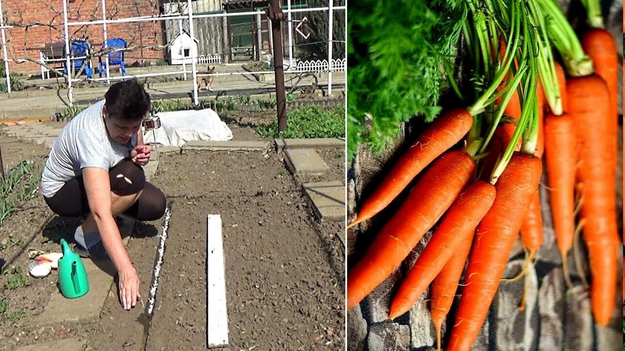 Как вырастить хорошую морковь в открытом грунте. Посев моркови. Сажать морковку. Посадка моркови. Посадка моркови весной в открытый.
