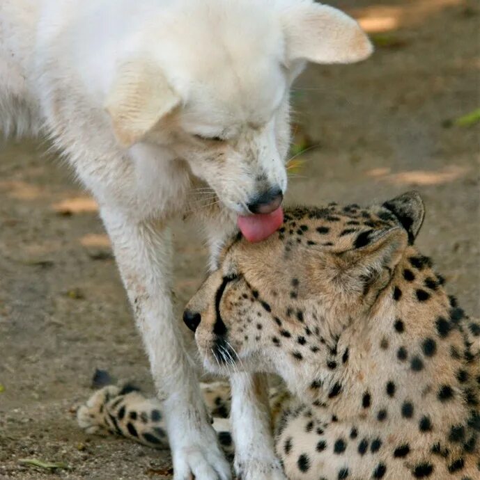 Зоопарк собак. Собака в зоопарке. Содержание собак в зоопарке. Собака в зоопарке. Необычное поведение животных.