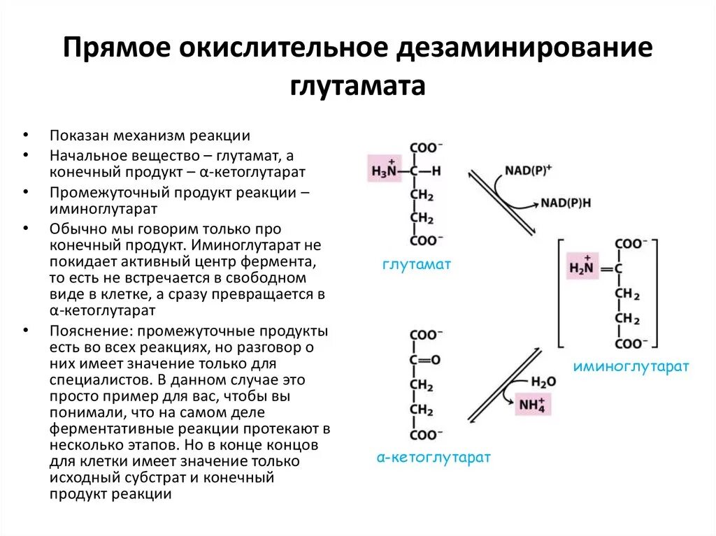 Окислительное дезаминирование глутаминовой кислоты. Прямое окислительное дезаминирование глутамата. Окислительное дезаминирование глутаминовой. Непрямое окислительное дезаминирование глутаминовой кислоты. Дезаминирование глутаминовой кислоты in vivo.