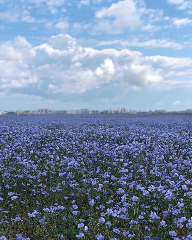 Льняное поле в цвету впр. Льняное поле в цвету. Цветущее льняное поле. Цветущие поля льна. Цветущий лен.