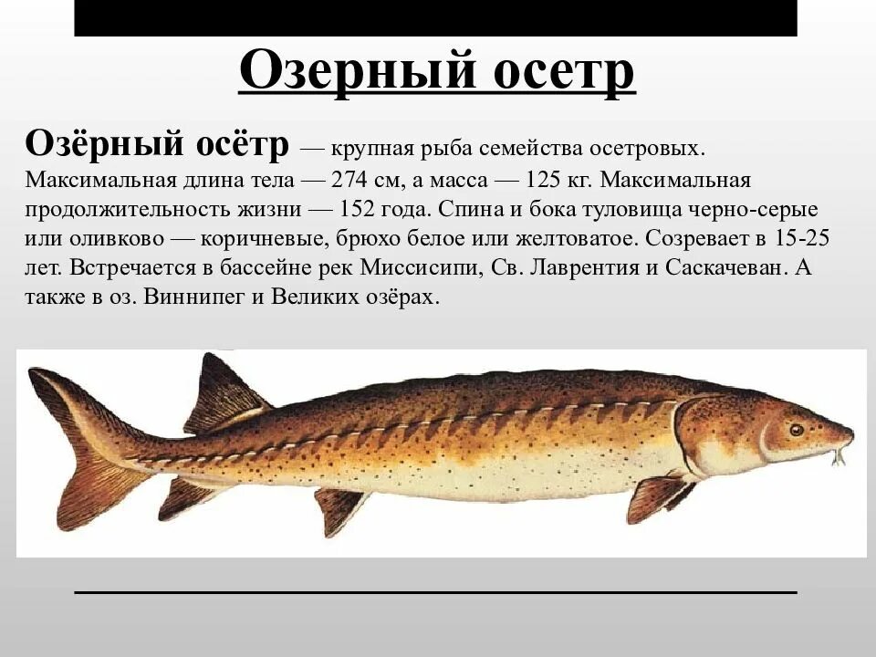 Осетр в озерах. Рыба осетр. Озёрный осётр. Осетровые семейство рыб. Осетровые рыбы разновидности.