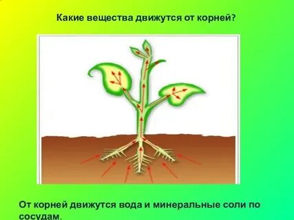 Схема передвижения веществ у растений