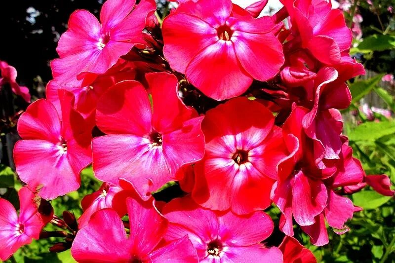 ситцевый сад