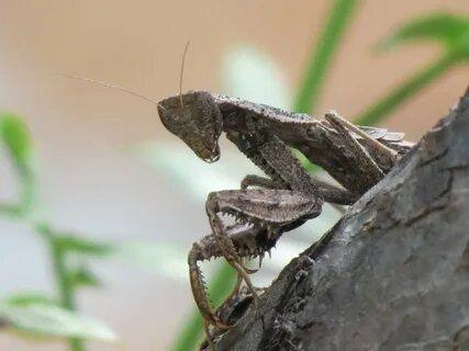 Mantis religiosa en Jesús María, Aguascalientes 03.jpg. 