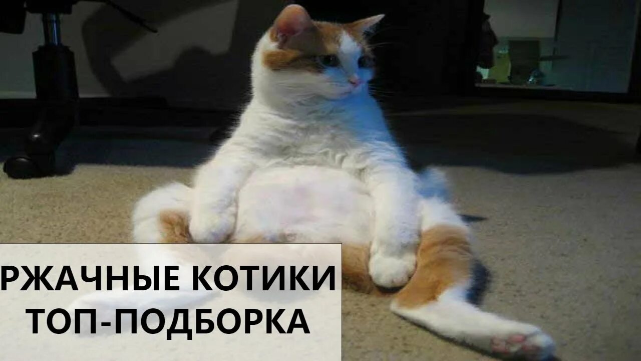 Кот топ топ. Топ топ котик. Грозный топ кот. Грозный топ котиков. Топ лапкой