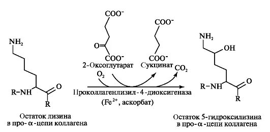 Витамин участвующий в синтезе коллагена. Окисление пролина и лизина. Гидроксилирования (остатков лизина и пролина в молекуле коллагена). Реакция гидроксилирования пролина и лизина. Гидроксилирование лизина и пролина в составе коллагена.