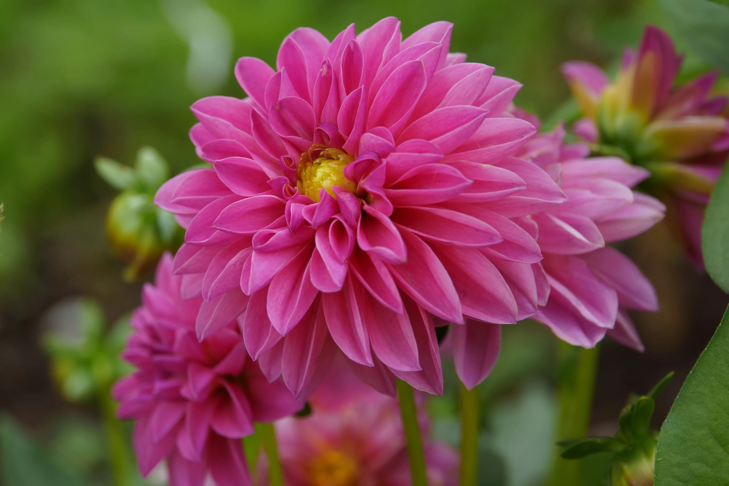 Картинки цветов георгины. Dahlia (георгин). Dahlia Pink георгин.