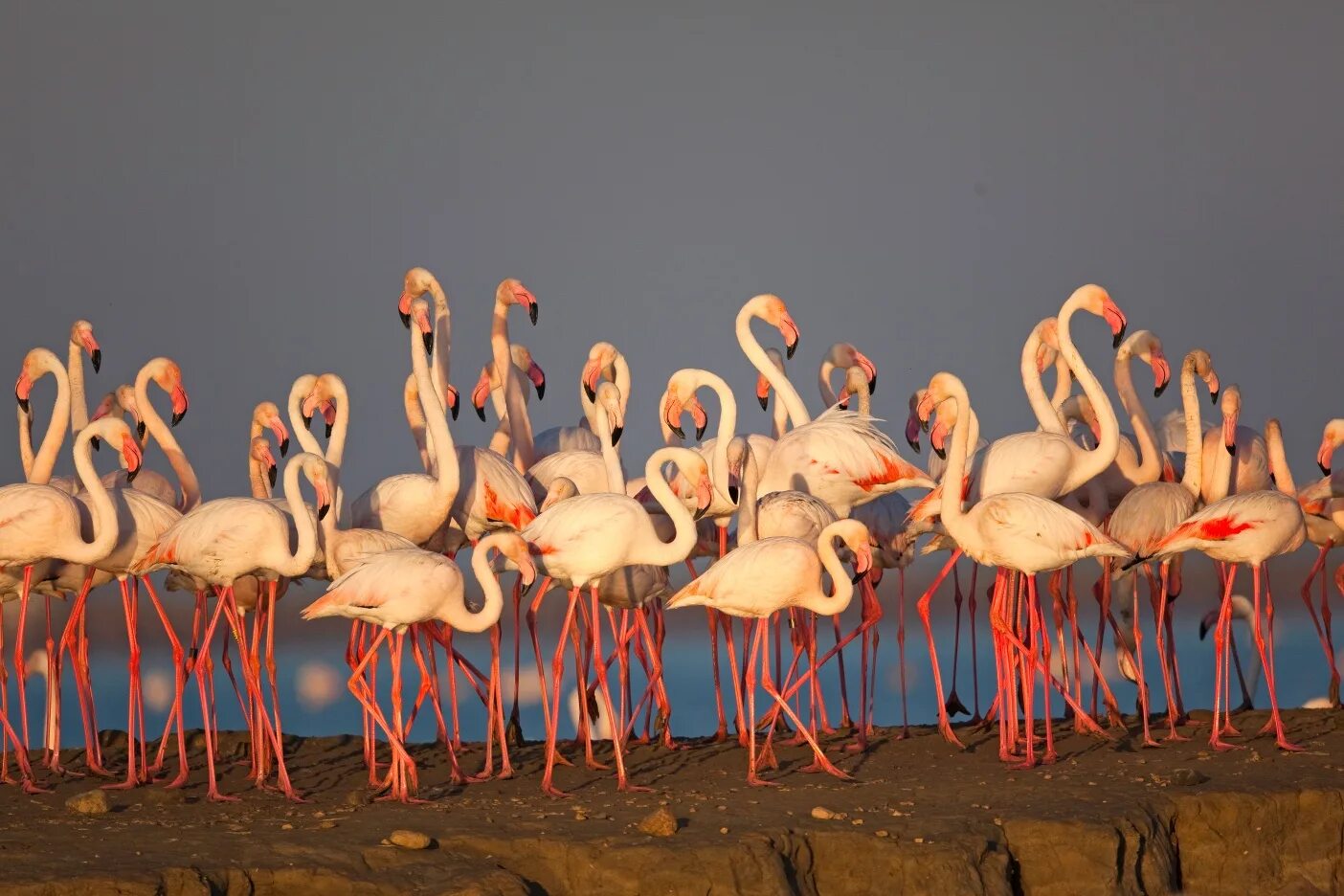 Фламинго могут жить в горячей и щелочной. Ясли фламинго. flamingo лонги. фламинго совещание.