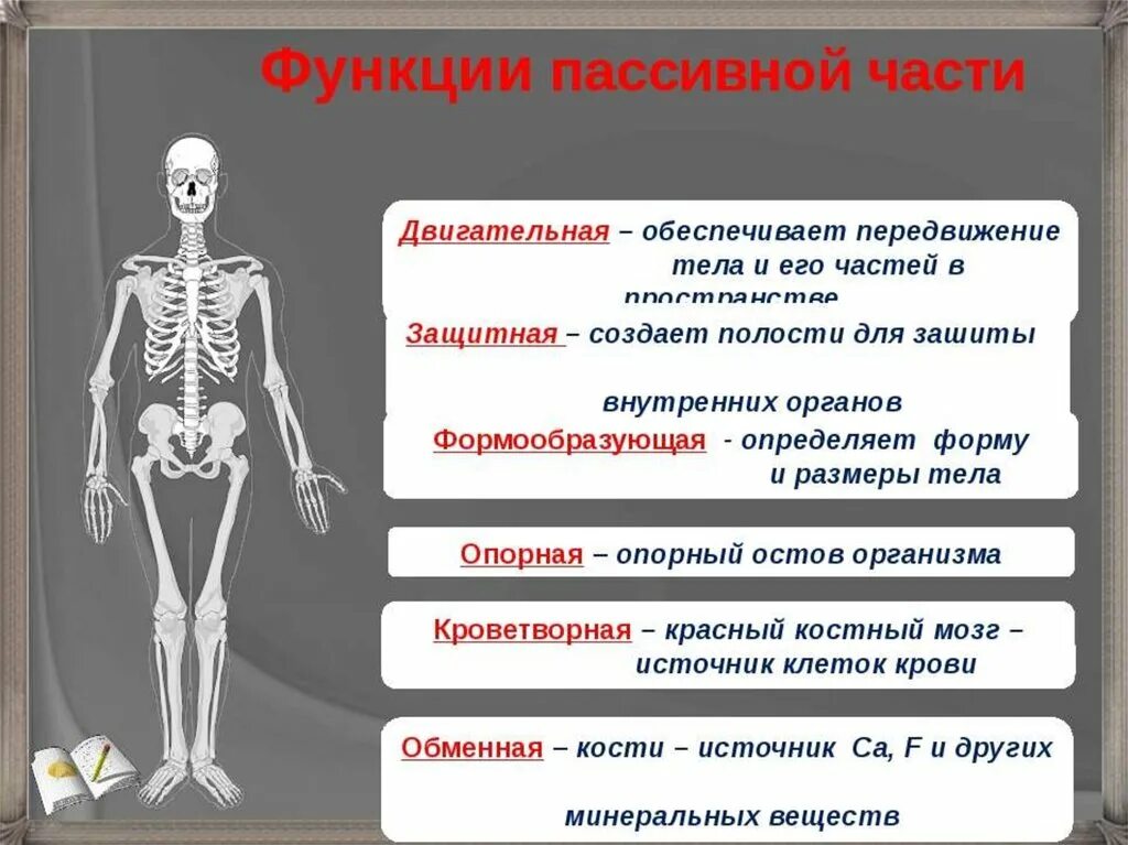 Опорно двигательная система какие функции. Опорно двигательная система функции таблица. Опорно двигательная система человека 8 класс биология. Функции опорно-двигательной системы 8 класс биология. Строение и функции опорно-двигательной системы кратко.