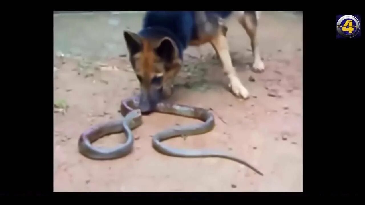Змея и собака фото Un video de una pitón que se come a un cachorro indigna a los internautas (18+)
