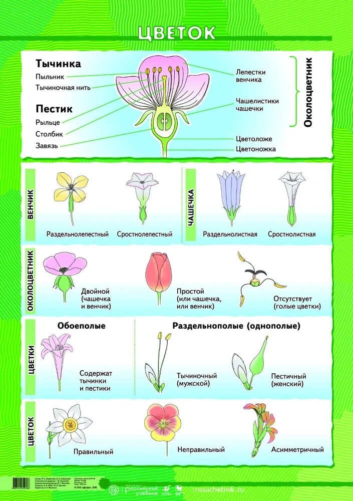 Строение цветка таблица. Строение цветка. Типы цветов ботаника. Ботаника строение растений. Материал на урок биологии