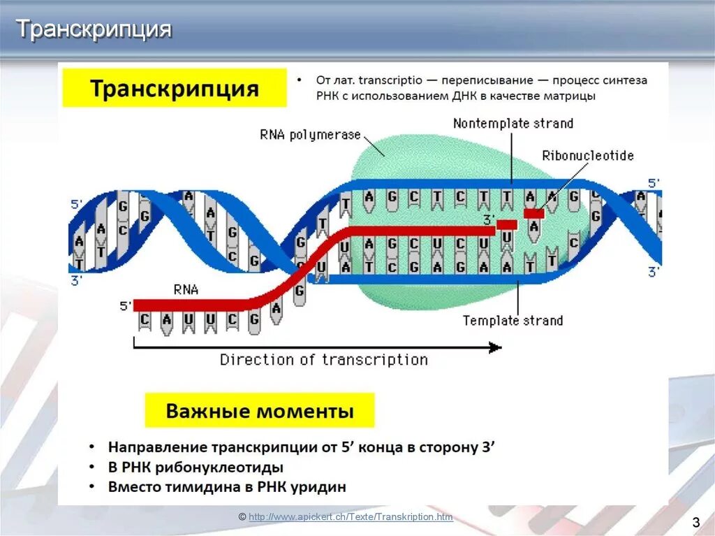Направление матричной цепи днк. Схема процесса транскрипции. Схема транскрипции ИРНК на ДНК. Транскрипция ДНК В РНК процесс. Схема механизма транскрипции.