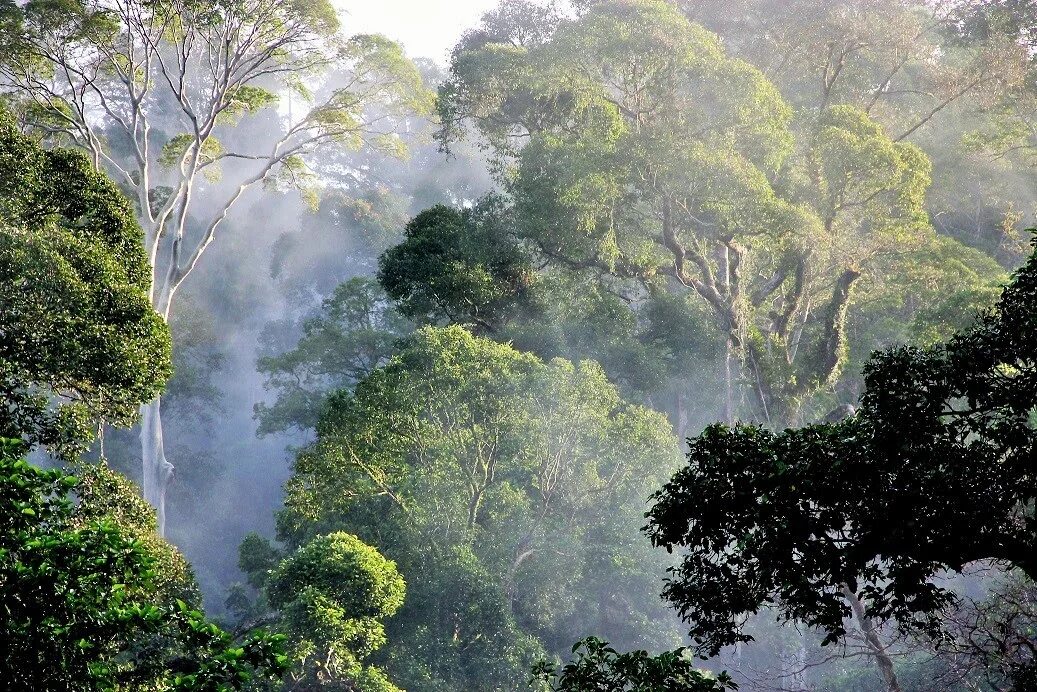 Остров Борнео джунгли. Калимантан джунгли. Тропические леса Борнео. Экваториальный лес Калимантан. Amazon borneo congo