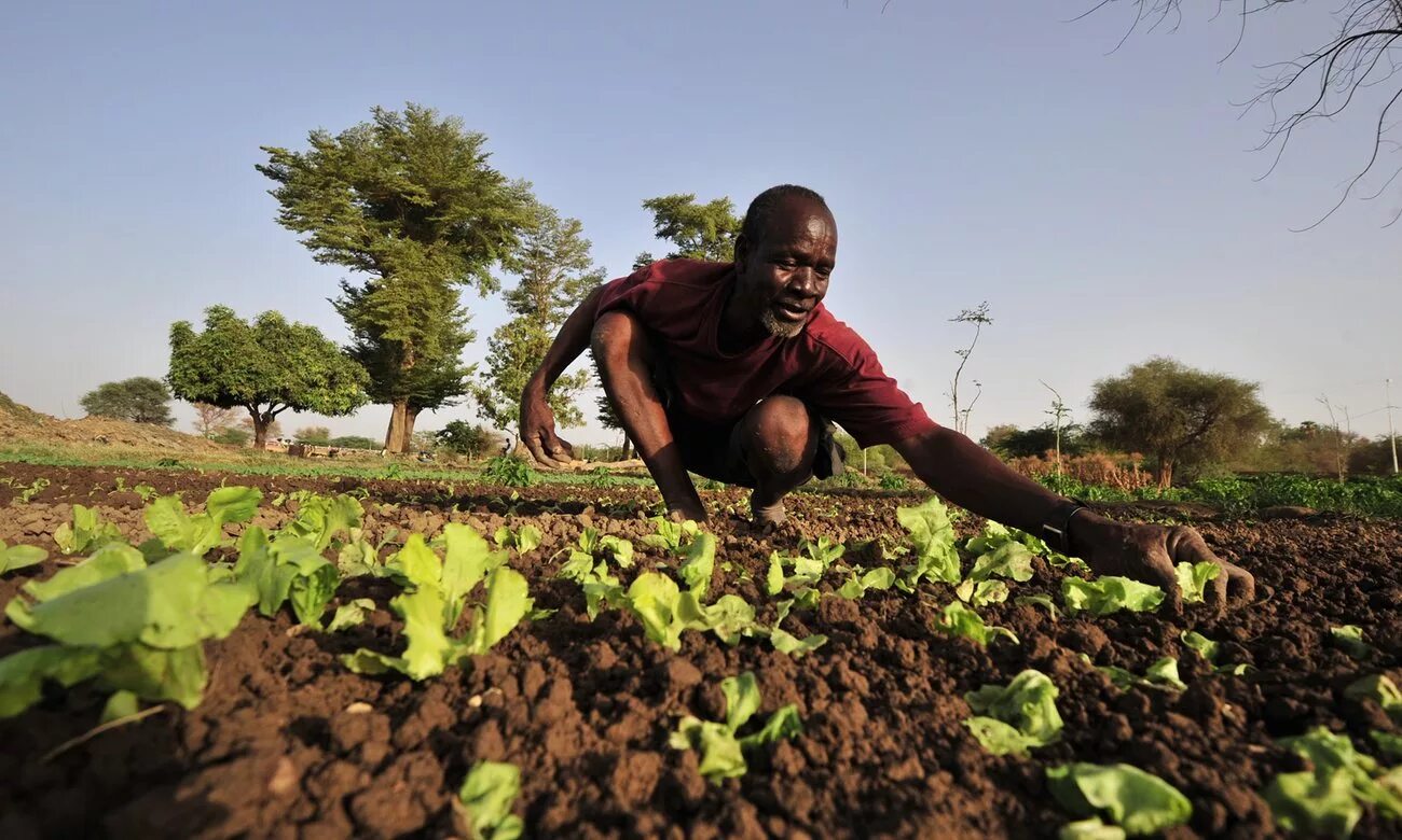 Africa grows. Судан сельское хозяйство. Фермеры в Африке. Африканский фермер. Сельское хозяйство Африки.