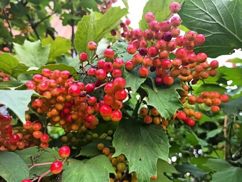 Печуркина дача ютуб новое. Печуркина дача ютуб новое. Пылесос циклон марта. Затопило трансформатор на даче. Печуркина дача ютуб новое.