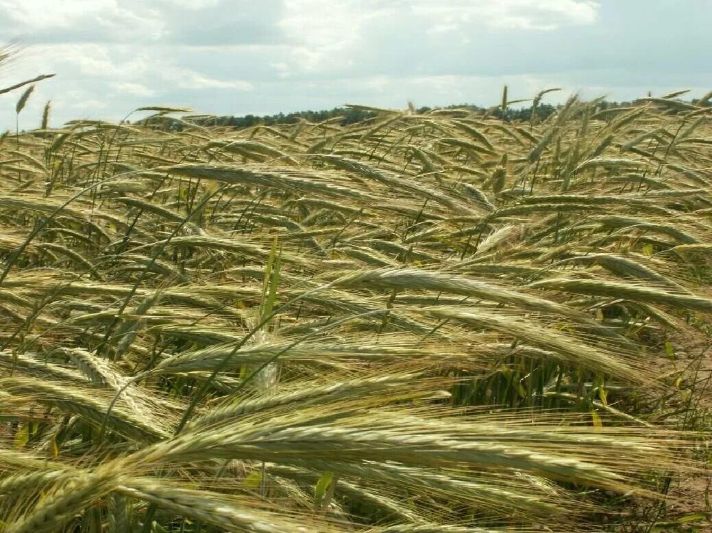 Озимая рожь памяти Кунакбаева. Сорт озимой ржи («Rosen Rye»),. Озимая рожь Фаленская 4.