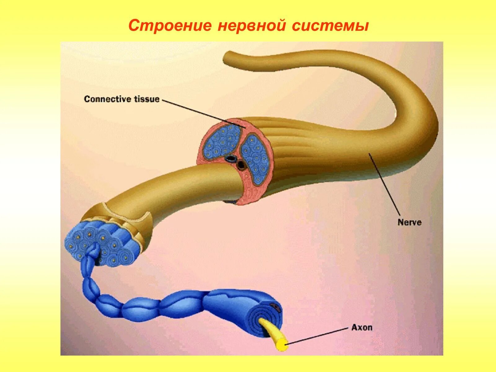 Строение нерва рисунок. Строение нерва. Строение нервов. Нерв строение биология.