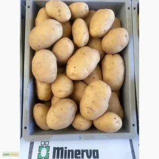 Объявление продаю картошку