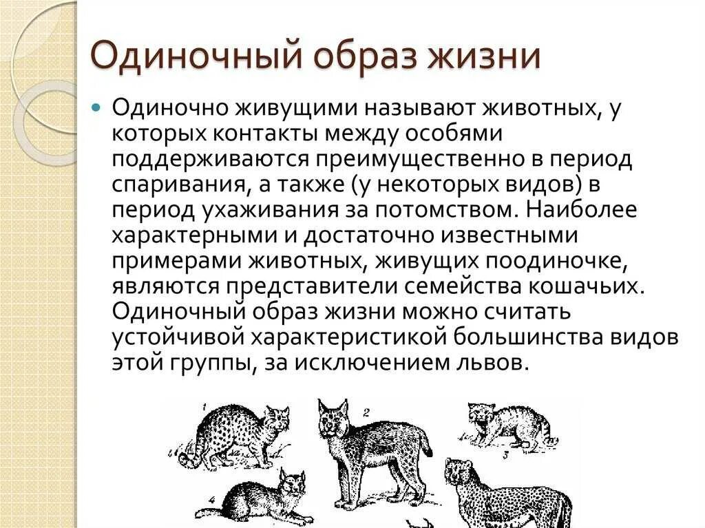 Как ведут образ жизни животные. Образ жизни животных. Одиночный образ жизни животные. Одиночный образ жизни животных примеры. Одиночный и групповой образ жизни животных.