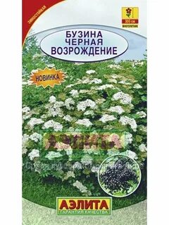 Бузина семена