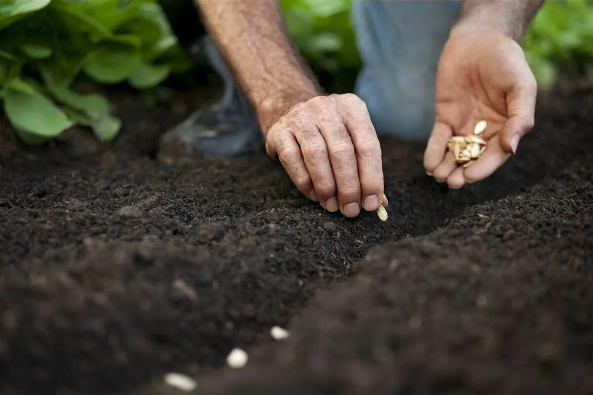 Можно ли сейчас сеять. Семена для посадки. Посев семян. Семена в почве. Сеять семена.