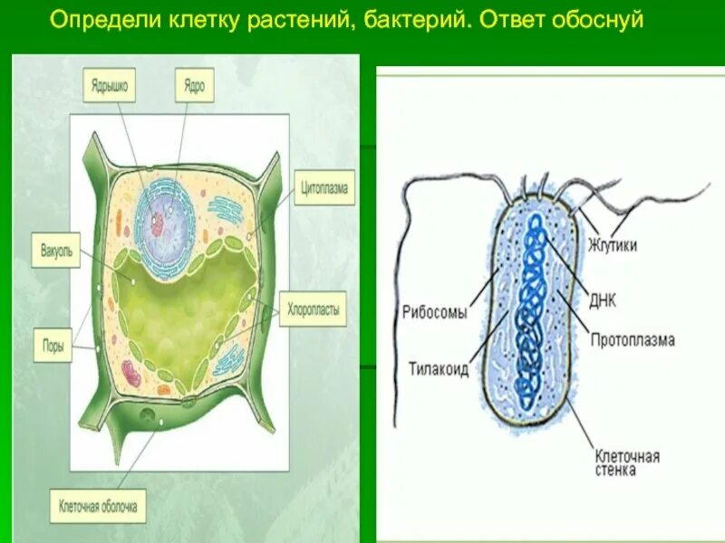 Бактерия растения рисунок