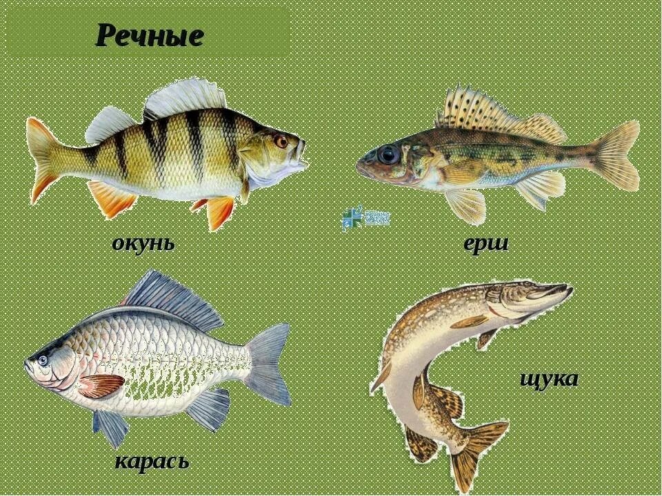 Ерш карась окунь. Окунь щука сом карась ерш. щука окунь карась. чебак окунь карась. окунь и карась и ерш и щука.