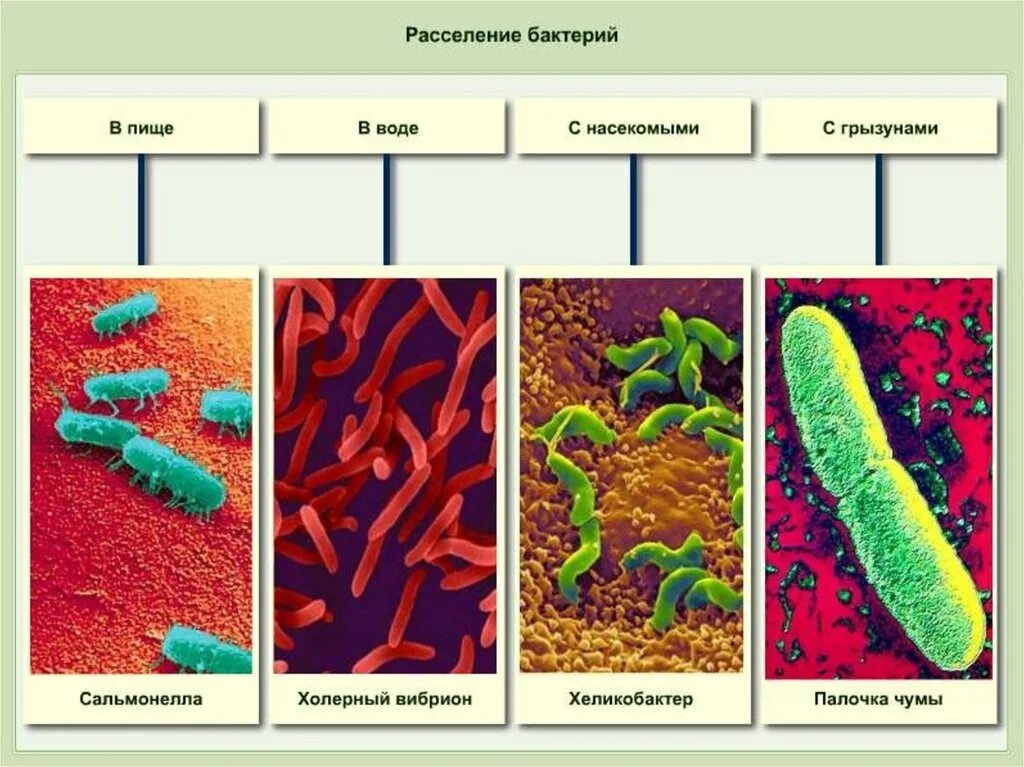 Какие условия способствуют распространению бактерий. Распространение бактерий. Плохие бактерии названия. Распространение бактерий и грибов. Расселение бактерий и грибов.