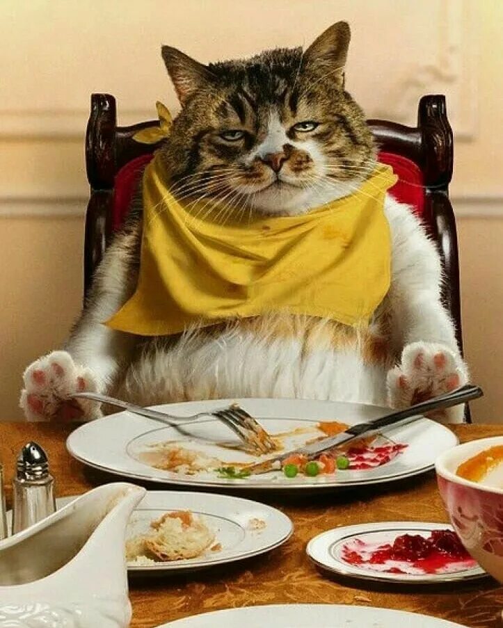 Отлично поешь. Кот кушает. Кот обедает. Кошка завтракает. Котик с едой.