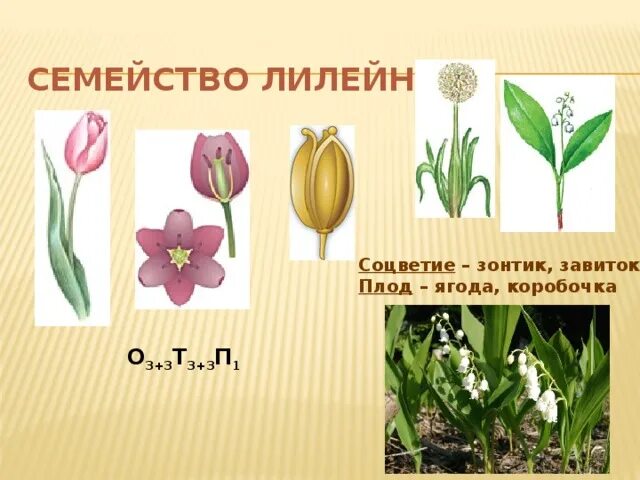 Какая формула цветка лилейных. Семейство Лилейные соцветие и плод. Семейство Лилейные соцветие. Семейство Лилейные плод коробочка. Соцветие лилейных растений.