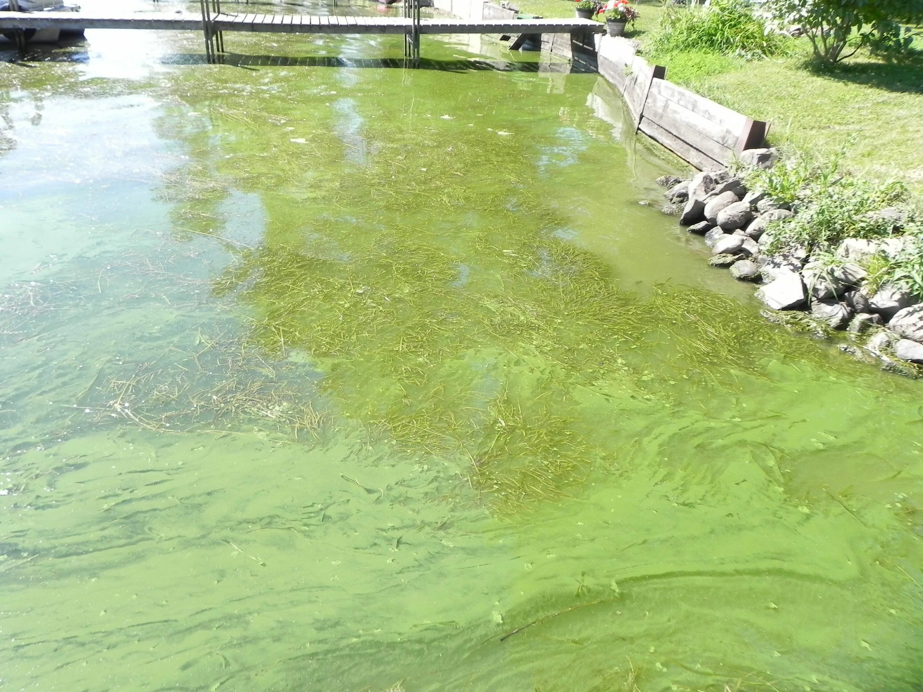 Зеленая вода в пруду. Зелёная вода в водоёмах. Вода цветет. Озеленение воды водорослями. Зеленые воды в легких