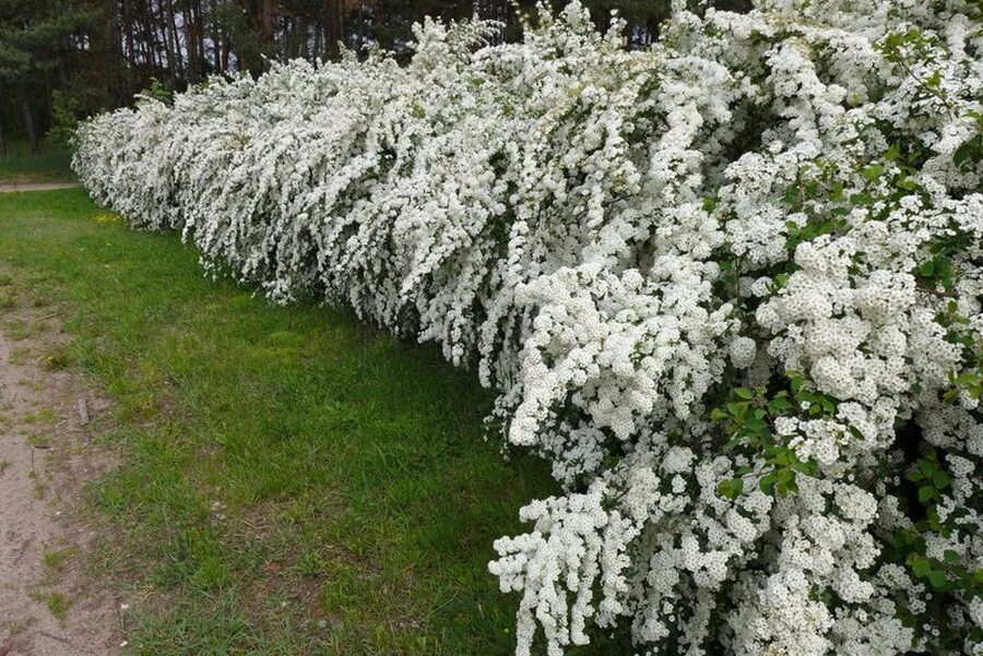 Спирея декоративные кустарники фото. Спирея серая Грефшейм. Кустарник спирея. Спирея серая Грефшейм (белая). Спирея метельчатая белая.