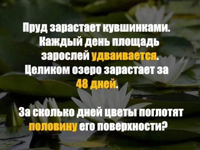 Кувшинки за 48 дней. Озеро зарастает кувшинками за 48. Заросший пруд с кувшинками. Задача озеро зарастает кувшинками. В пруду растут кувшинки за сутки