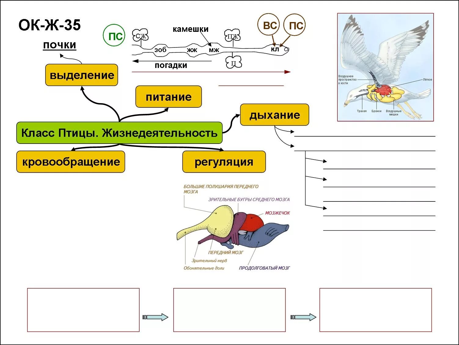 Конспект по теме класс птицы. Класс птицы. Строение птицы биология. Класс птицы интеллект карта. Интеллект карта по биологии класс птицы.