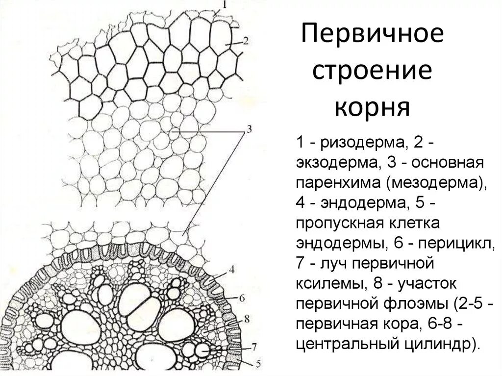 Какой микропрепарат изображен на рисунке. Эндодерма корня поперечный срез. Первичное Анатомическое строение корня (поперечный срез корня ириса).. Структура поперечного среза корня. Первичное строение корня ЕГЭ.