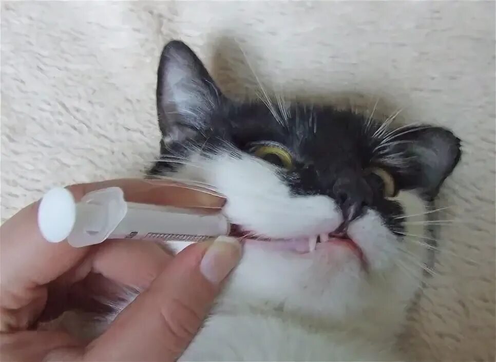 Как давать коту жидкое лекарство. Шприц для таблетки коту. кот со шприцом. кошка жидкое лекарство.