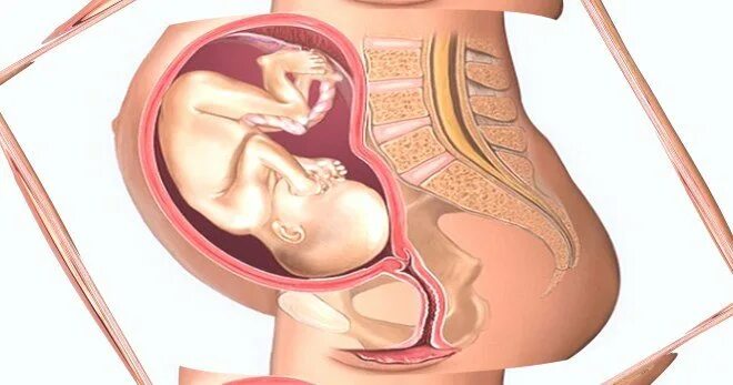 Живот на 24 неделе беременности. 24 беременность как выглядит. Беременные шведки. Ребенок 23 недели беременности в утробе. 24 беременность как выглядит.