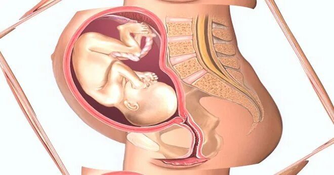 Шейка на 24 неделе. Ребёнок в 24 недели в животе. 24 Недели беременности от зачатия. Расположение плода на 24 неделе.