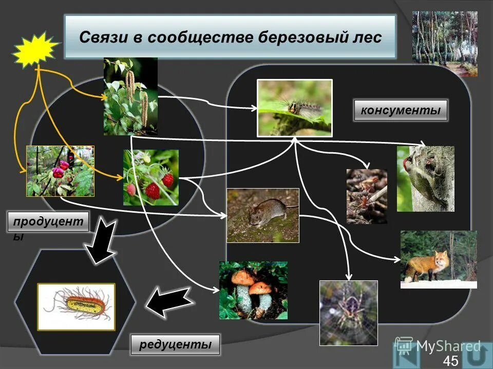 Капуста продуцент. Капуста продуцент