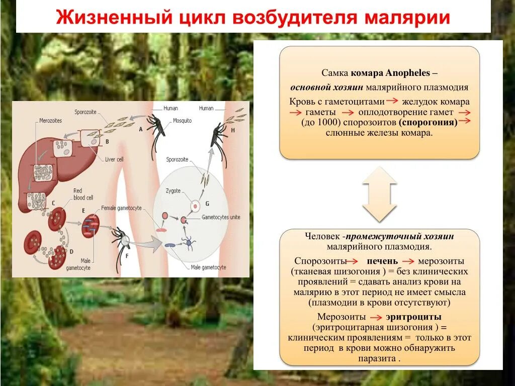 Малярия возбудитель заболевания. Комар анофелес переносчик. Малярия лекция. Жизненный цикл возбудителя малярии. Малярийный плазмодий это вирус.