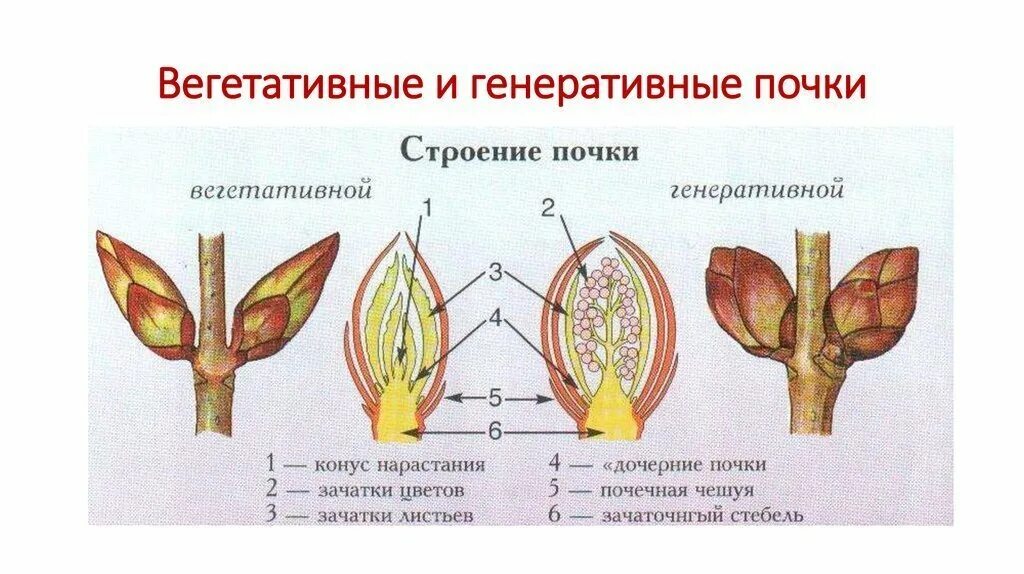 Строение вегетативной и генеративной почки. Строение генеративной почки. Строение вегетативной почки растения. Строение генеративной почки, вегетативной почки; строение побега.. Рассмотрите изображение генеративной почки и выполните задания