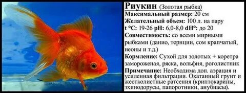 Объем золотой рыбки